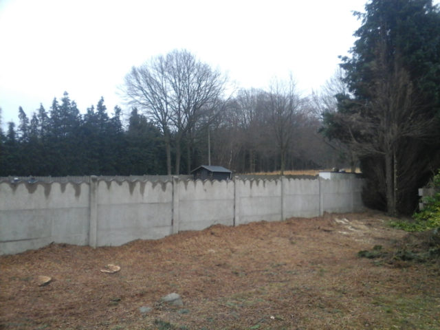 stammen van coniferen uitgefreesd